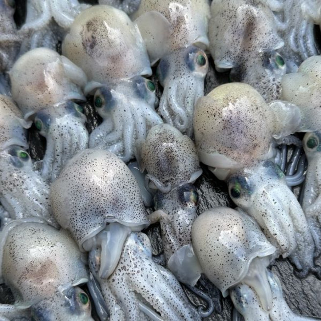 국내산 급냉 귀꼴뚜기 500g 냉동 귀오징어 숙회용, 1개