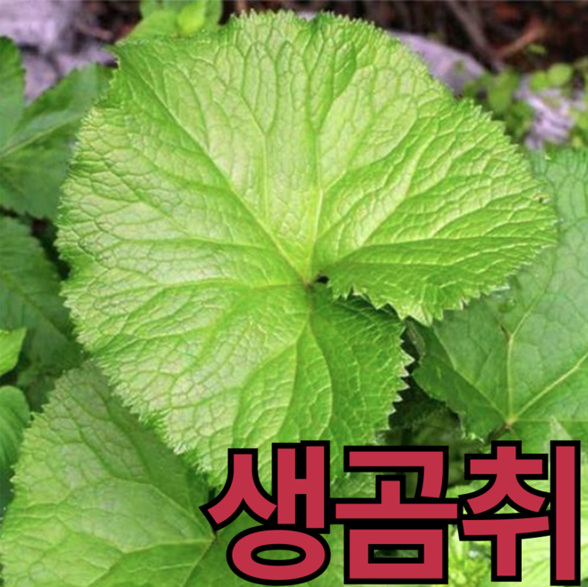 [산지직송] 프리미엄 쌈채소 부드러운 곰취, 1개, 200g