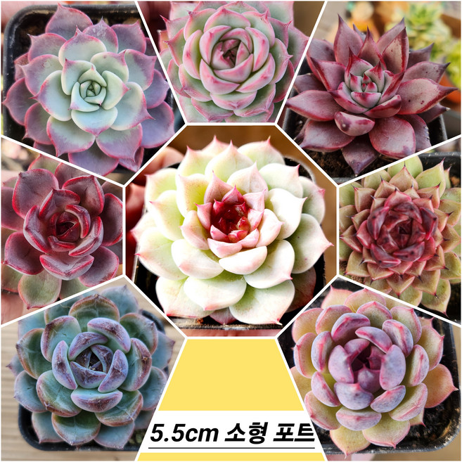 희소다육 세트[ 8 종모음 ], 1개