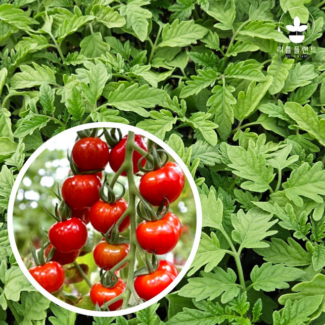 리틀플랜트 젤리토마토모종, 빨강, 1개