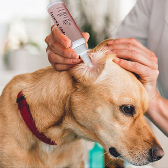 해피 패밀리 귀세정제 100ml 1개 동물용의약외품 병풀추출물 48%