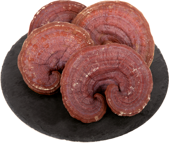 경동시장 국산 영지버섯 (통) 500g, 1개, 500