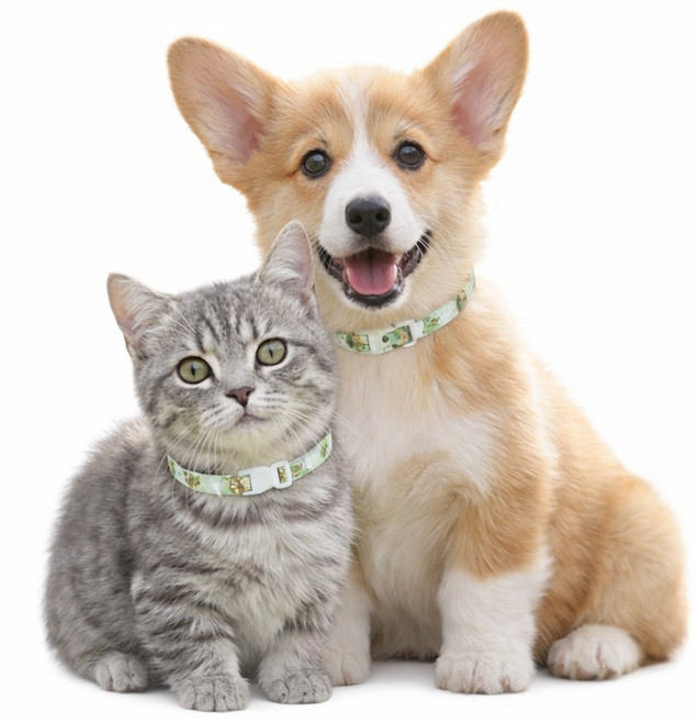 아띠꼴로 1+1 강아지 모기 진드기 퇴치제 벌레퇴치 해충방지 목걸이 산책용품, 민트, 2개, 36ml