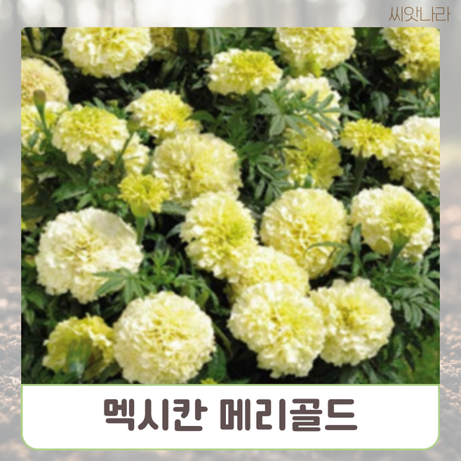 멕시칸 메리골드 씨앗 10립 꽃씨 야생화 나라 희귀 pur+0069Th