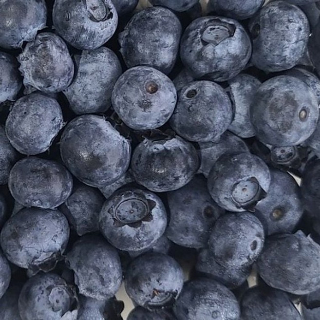 싱싱한 칠레산 생블루베리 125g 2팩 슈퍼푸드 과일