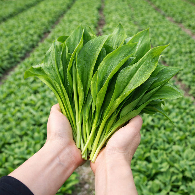 울릉도 생 산마늘 명이나물, 1kg, 1개