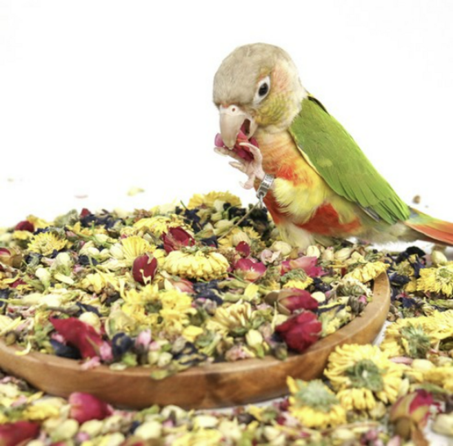 리프패럿 플라워, 옐러우, 1개