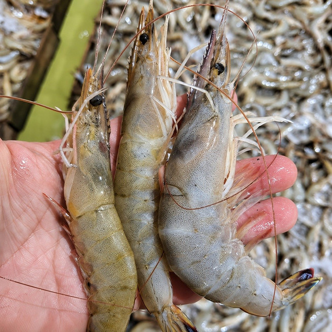 산지직송 급냉 자연산 대하 1kg(30미내외) 생새우 국산 왕새우 제철 신선배송, 1개, (급냉)자연산 대하 1kg(30미내외)