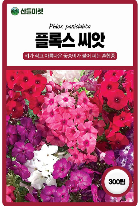 [우야플랜트샵] 플록스 300립 꽃잔디씨앗 야생화씨앗 꽃밭, 3개