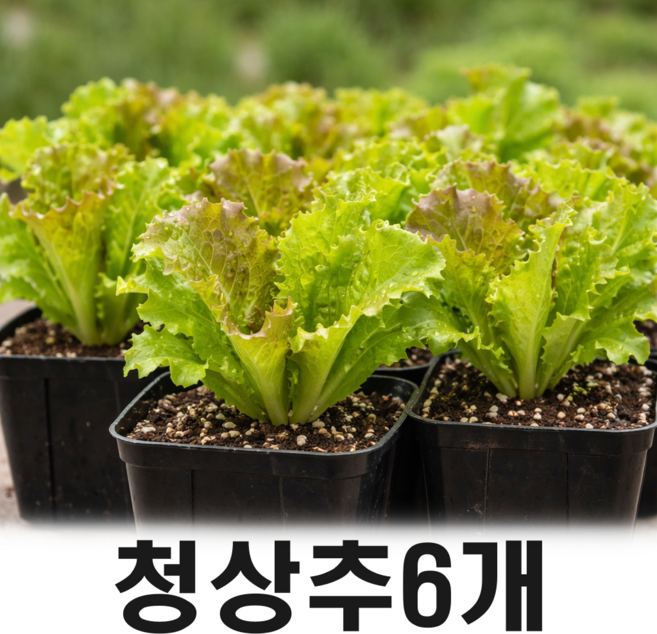 상추모종 6개 / 텃밭 쌈 채소 대량구매, 청상추6개