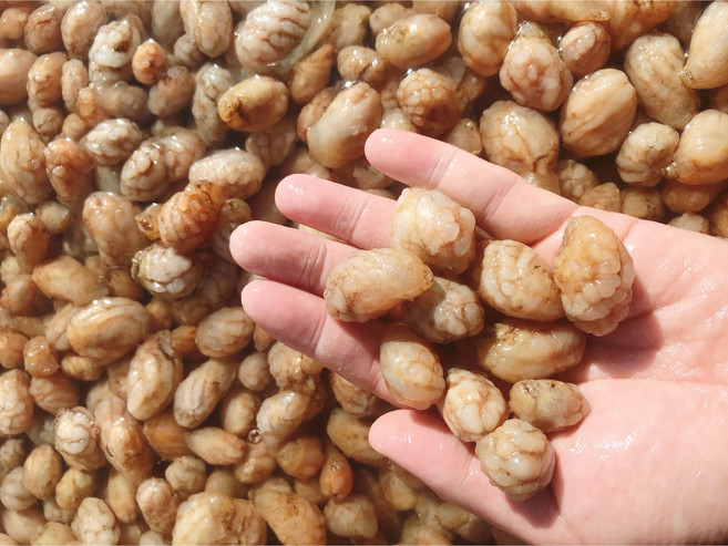 [산지직송] 경남 진동 생물 오만둥이 오만디 1kg, 생물 오만둥이 5kg, 1개