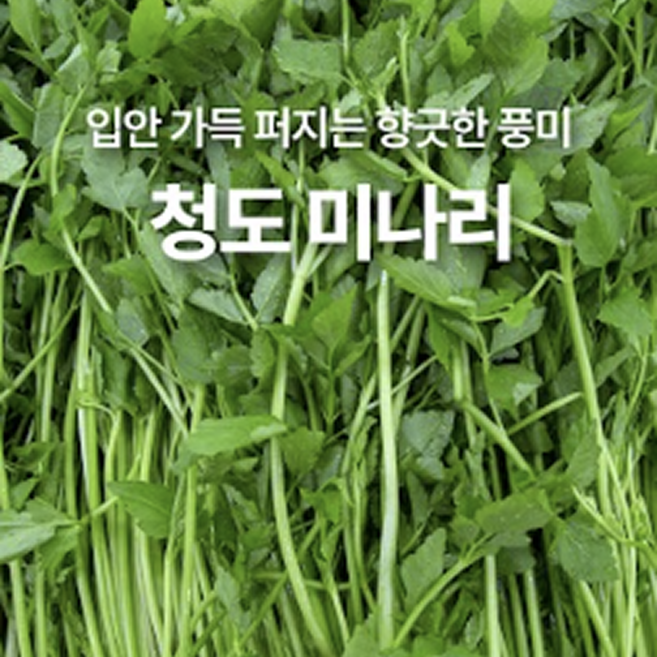 [대박특가]아삭한 삼겹살환상궁합 국내산 청도미나리, 1세트, 500g