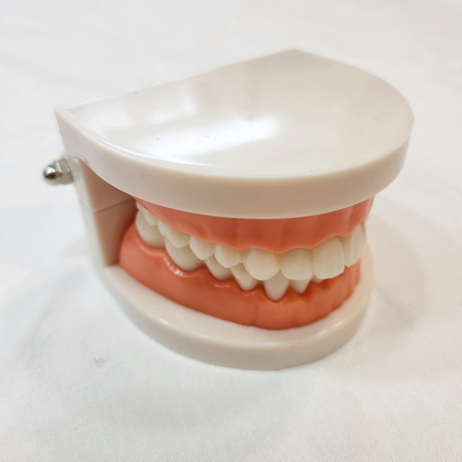 치아모형 양치 교구, 1개