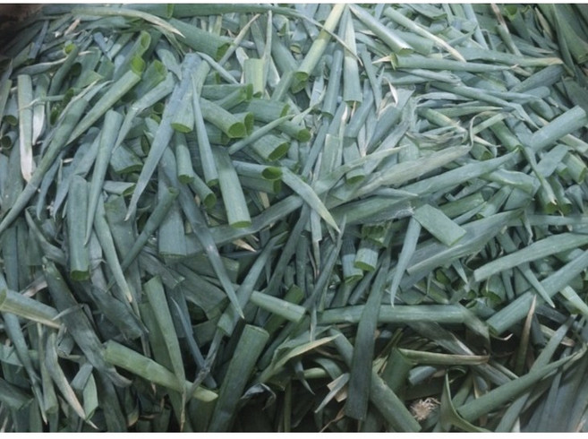 국내산 손질 대파잎 파지 3kg, 1개