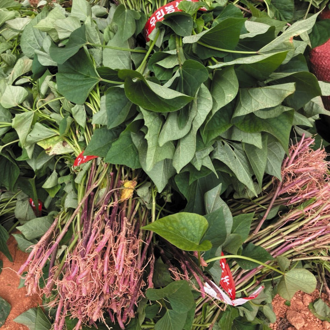 해남 금호영농조합 생착률 좋은 꿀고구마모종 밤고구마모종 자색고구마모종 지정일발송, 1박스, 호박고구마 모종 1kg