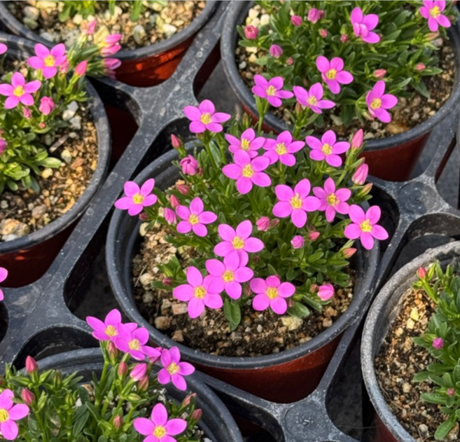 애기용담 9cm 모종 봄야생화 야생화모종 야생화 지피식물 노지 월동 야생화, 1개