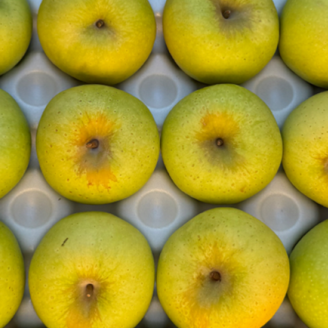 당도선별 하루50박스 장인농부의 시나노골드 사과, 1박스, 5kg (소과)