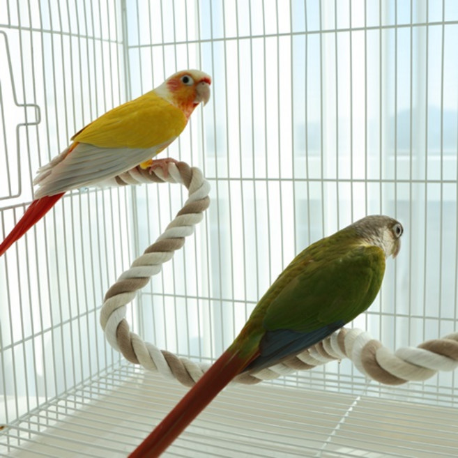 앵무새 횃대 꽈배기 5종 철사 길이 다양 모양 자유 새장 새용품 로프 와이어, 1개, 꽈배기 105cm