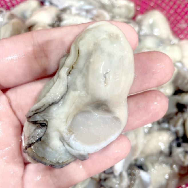 특품급 당일조업 산지직송 경남 통영 제철 햇 생굴, 1개, 당일조업 산지직송 경남 통영 제철 햇 생굴 1kg