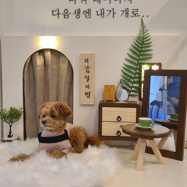 강아지 포토존 세트 사진 부스, 1개