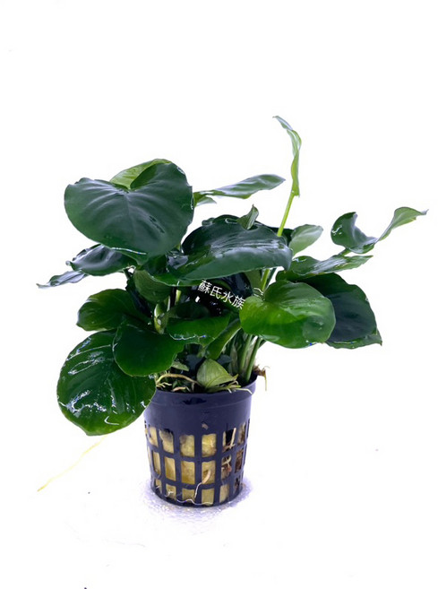 硬幣榕（圓型葉片如硬幣） 陰性水草 水下葉 造景 水族, 1個