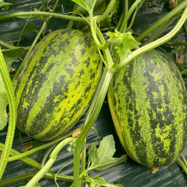 [밋앤밀] 고령 산지직송 40년 전통 순수 품종 파파야 메론 10kg(15-25과), 1개, 10kg