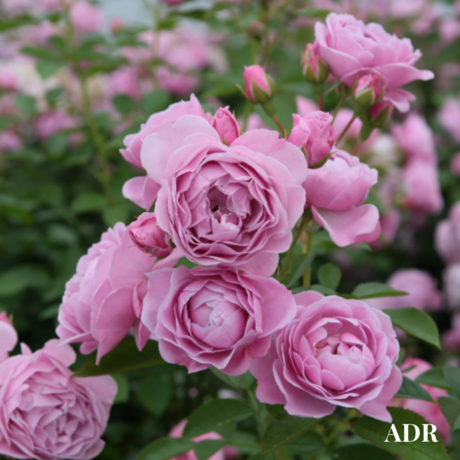 [로즈홀릭] 노티카 (Nautica) 독일 코르데스 ADR 로젤락스 컬렉션 정원장미 3년생 3~5지 화분묘, 1개, 라벤더(3년생, 3~5지, 화분묘)