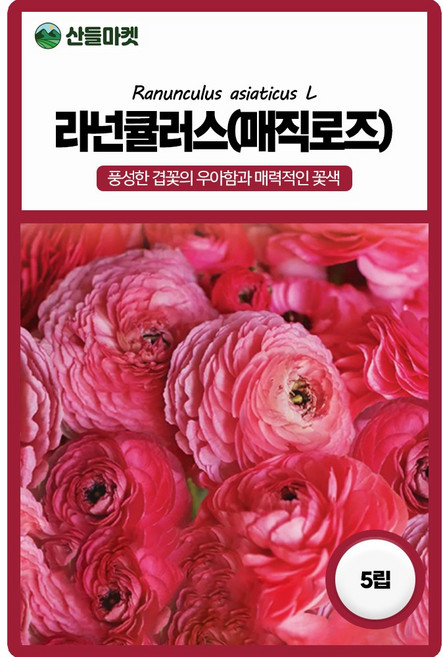 라넌큘러스 매직로즈 씨앗 5립 F1교배종 겹꽃 라넌큘러스 꽃씨 종자, 1개