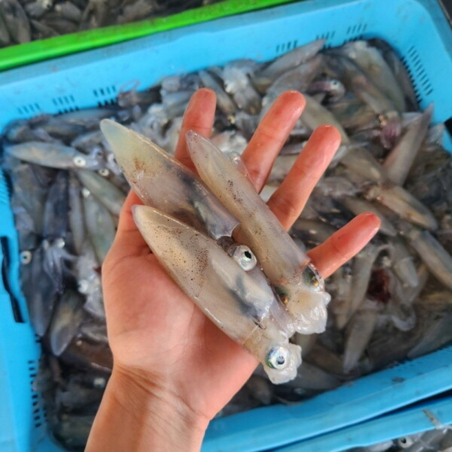 원양산 총알한치 500g 통찜용 한치, 1개