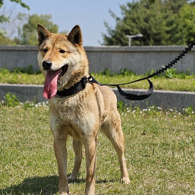 펫리치 강아지 목줄 리드줄 중형견 대형견 반려동물 버클, 베이지, 1세트
