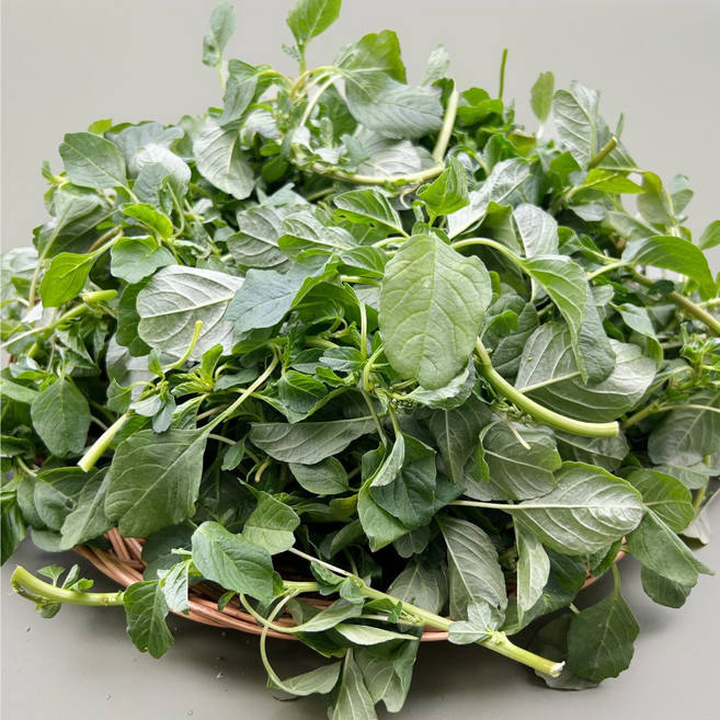 국내산 생 비름나물 비름 여름나물 봄채소 400g 1kg, 1개, 500g