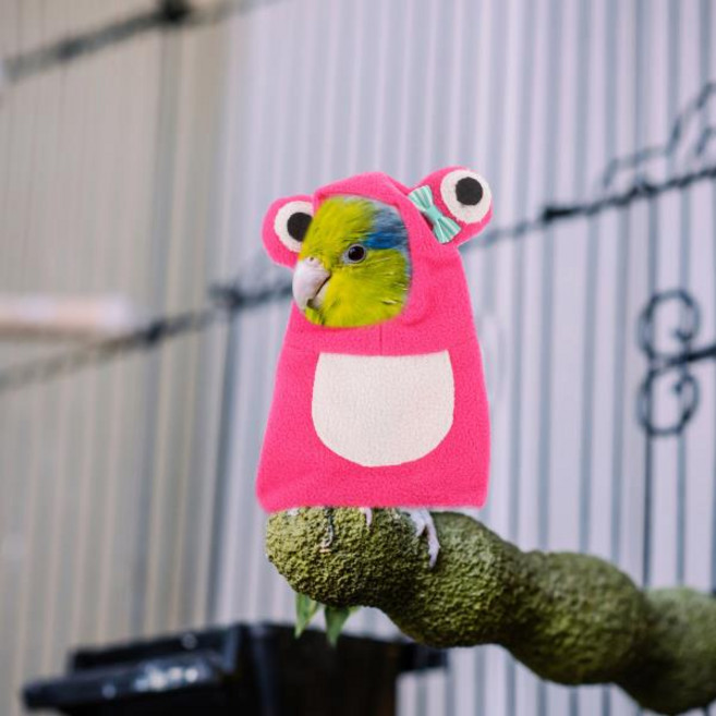 앵무새 따뜻한 옷 산호 양털 빨간색 M 크기 방수 야외 망토 조정 가능한 애완 동물 의류 밝은 색상 내구성