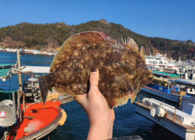 봄도다리 쑥 생물 제철 산지직송, 1세트, 손질후 800g + 쑥 40g