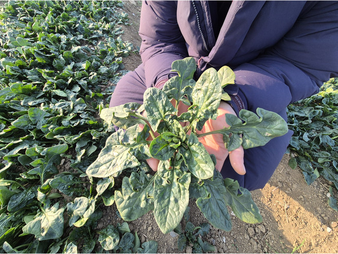 산지직송 남해 청년 농부가 직접 키운 남해 시금치 보물초 500g, 1개, 2kg