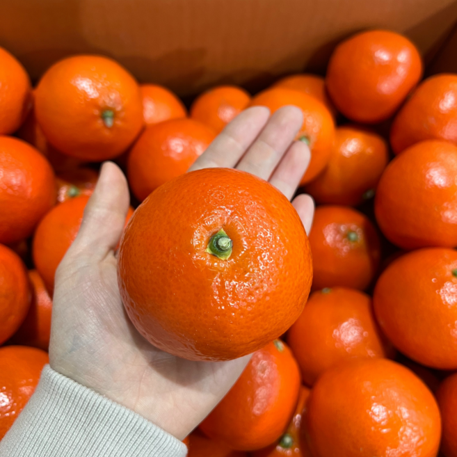 [초특가할인] 제주 홍매향 홍미향 홍귤 빨간귤 썬레드 미하야, 1박스, 홍미향 1kg / 혼합과