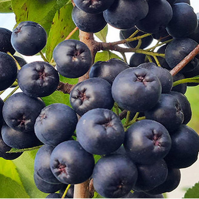 특품 햇 아로니아생과 5kg 10kg 첫 수확 아로니아, 1박스