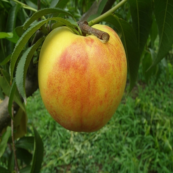 망고 복숭아묘목 / 옐로우 드림 접목 1년 / 단 맛이 매우 강하고 망고향이 나는 황색 과육 천도 /조생종 /달콤한 맛에 껍질 채 먹을수 있는 복숭아 품종, 1개