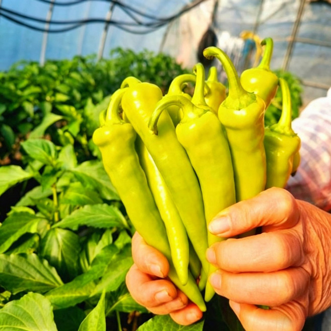 국산 당조고추 혈당개선 당뇨고추 당일수확 신선발송, 1박스, 1kg