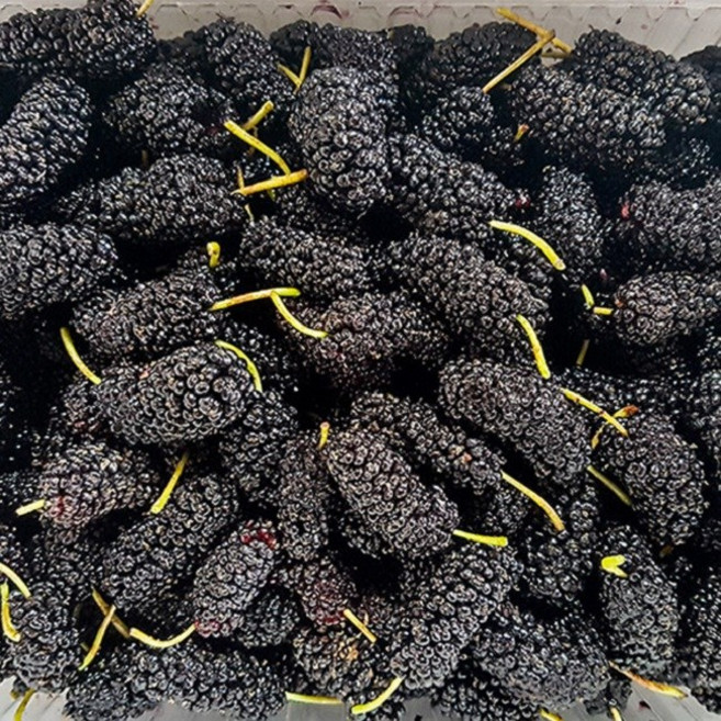 고창 햇 토종 냉동 오디 특품 2kg(트레이포장), 1개, 토종냉동오디 특품 2kg