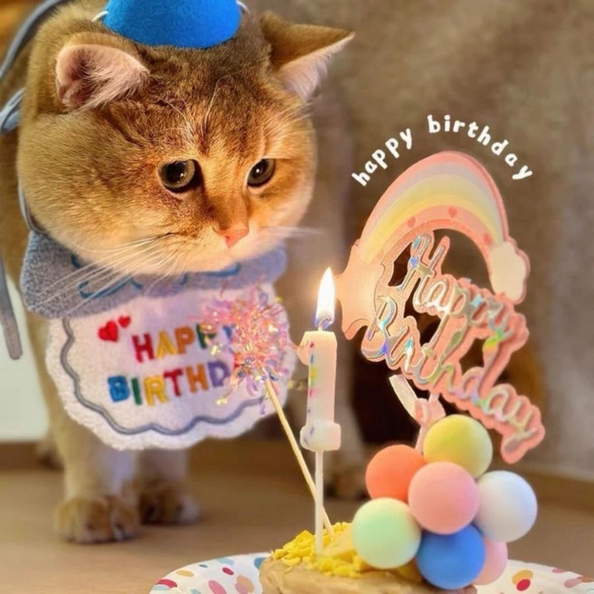 寵物生日裝飾組, 藍色, 1個