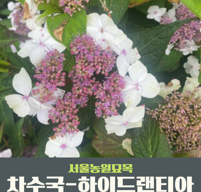 서울농원묘목/차수국-하이드랜티아(Hydran Tea) P14포트묘 수국차 감로차 월동수국, 1개