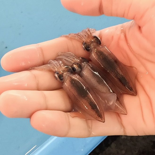 국내산 호래기 꼴뚜기 신선 당일조업, 1개, 생물 호래기 500g (60미 내외) (500g 1팩)