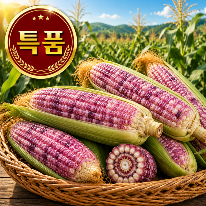 [특품한정] 26년시즌오픈 초고당도 쫀득 흑찰옥수수, 1세트, 특품5개