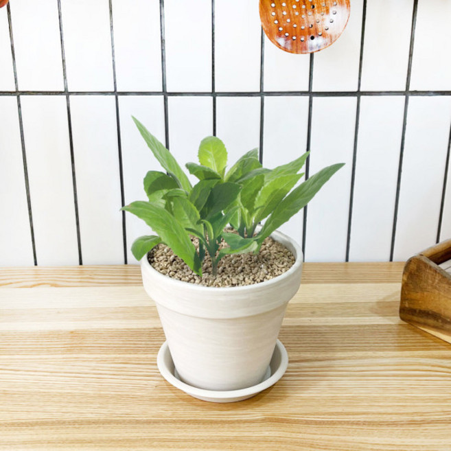 1+1 키친 허브 명월초/천연 향신료 향기나는 식물 허브 키우기, H30.명월초, H31.보리지