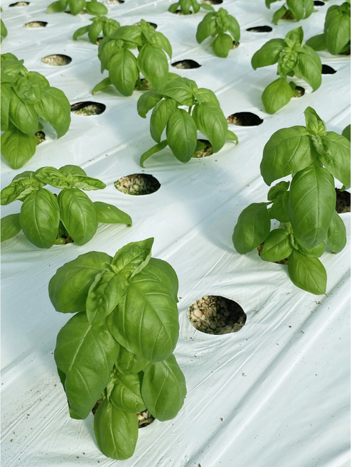 바질 생바질 산지직송, 1개, 100g