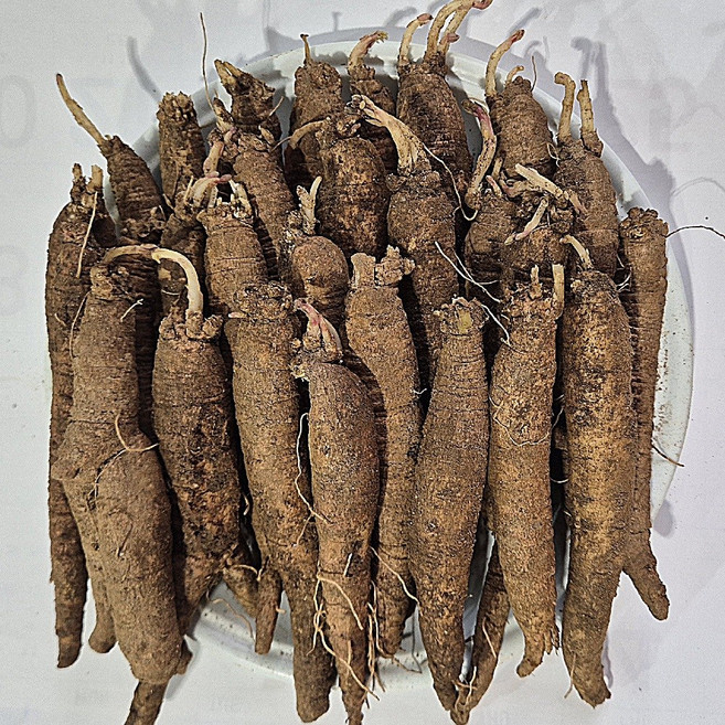 횡성더덕농장 농가직거래 가정용(상)1kg, 1개, 상1kg