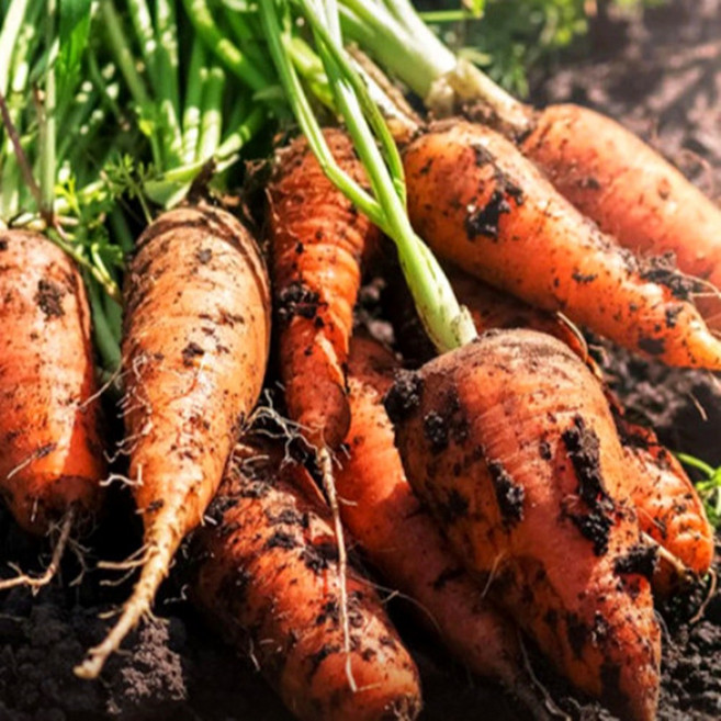 [선별품] 당근 국내산 100% 고당도 흙당근 아삭한 햇당근 정품 디아머스, 1개, 1kg (중)