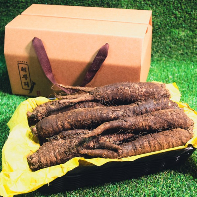 [한뿌리]더덕선물세트 선물용더덕 더덕선물 산더덕 제주도더덕 제주더덕 선물용더덕 흙더덕, 특상-상, 1개