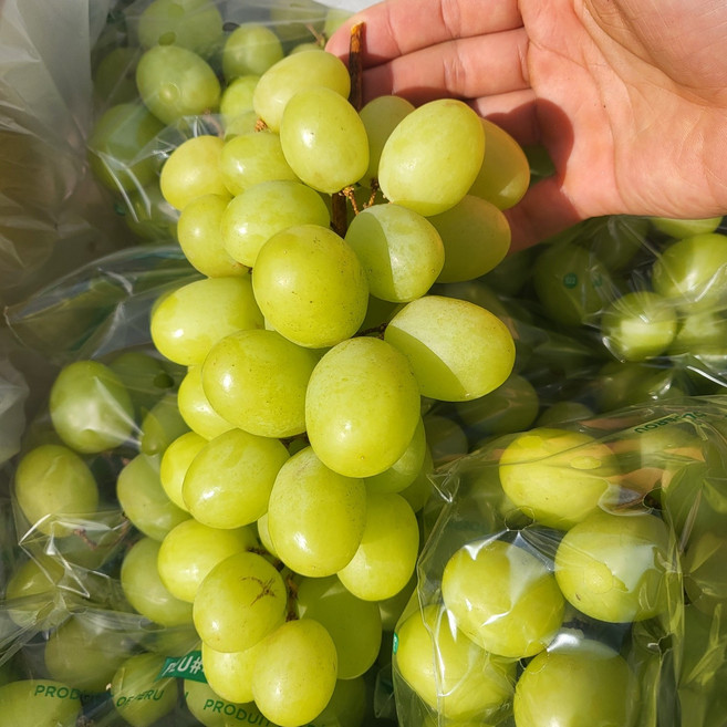 [프리미엄 선별] 고당도 애플 청포도 샤인머스켓 씨없는 포도 당도선별, 1개, 애플 청포도 500g