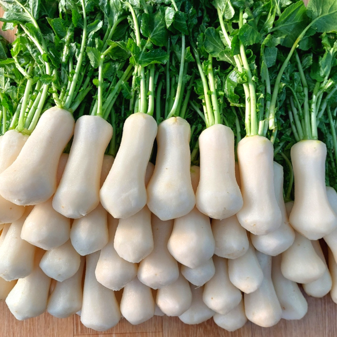 알타리무 절임 총각무 강원도 고랭지, 1박스, 절임 알타리 5kg